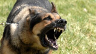 Dog owners warned of consequences to livestock worrying