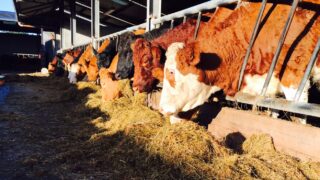 Northern Ireland strives for BSE negligible risk status