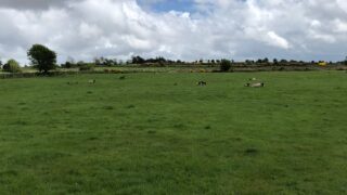 Sheep management: How can I improve grass utilisation on my farm?