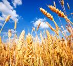 Brexit modelling: How the likely options will hit tillage