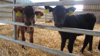 Testing new-born calves for BVD could soon be compulsory in North