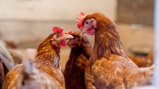 NI poultry sector ‘worried’ amid bird flu outbreaks – cllr