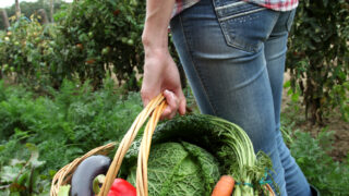 British farms ‘critically short’ of seasonal fruit and veg labour supply
