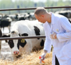 Northern Ireland obtains Official Brucellosis Free status