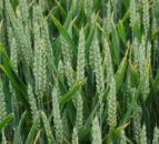 ‘Low resistance risk fungicide programmes must become the norm’