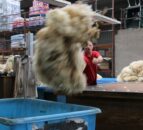 Ulster Wool and NSA to host joint meeting for sheep farmers