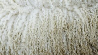 Wool prices expected to remain competitive as demand is ‘set to grow’