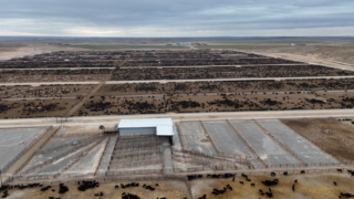 Building a brand-new 150,000 head beef feedlot in Nebraska