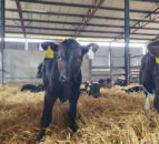 Risk of pneumonia increasing as calf pens fill up