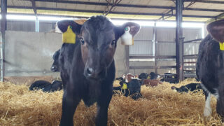 Risk of pneumonia increasing as calf pens fill up