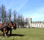 Heavy horses return to Royal Agricultural University