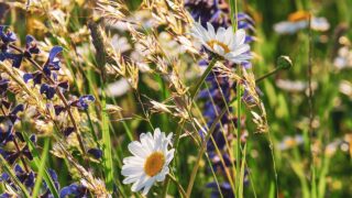 FAO: Genetic diversity of plants and forests at risk