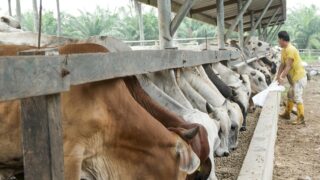 Rabobank: South American beef producers prioritise exports