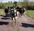 Mitigating the risk of heifer lameness this spring