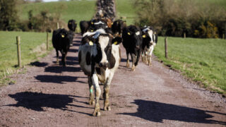Mitigating the risk of heifer lameness this spring