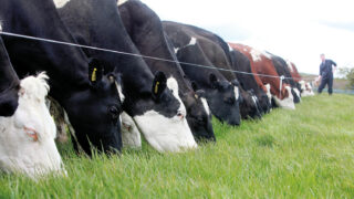 Grass growth rates set to take off