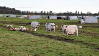 Rearing pigs outdoors with no fear of ASF in Denmark