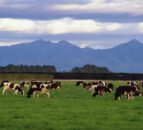 Fonterra offers $250,000 in grants for wetlands restoration