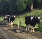White line and sole bruising a huge risk as grazing kicks off