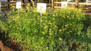 New project launched to predict nutrient release from cover crops