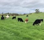 Getting spring grass into the diet as mid-March approaches