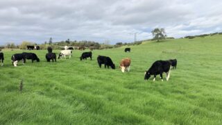 Getting spring grass into the diet as mid-March approaches