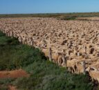 World’s largest sheep farm in OZ sold to UK investment group