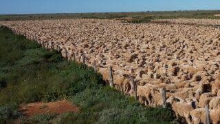 World’s largest sheep farm in OZ sold to UK investment group