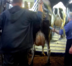 Arla investigation into alleged abuse at dairy farm 'ongoing'