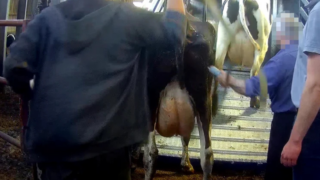 Arla investigation into alleged abuse at dairy farm ‘ongoing’
