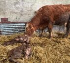 Triplet heifer calves born on Co. Tyrone farm
