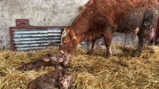 Triplet heifer calves born on Co. Tyrone farm