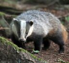 Calls for immediate cull of TB-infected badgers in NI