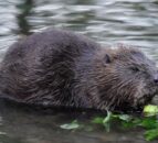 Wild beavers reintroduced to England