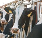 BVD positive retention rate falls considerably – AHWNI