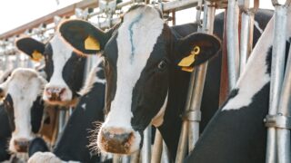 BVD positive retention rate falls considerably – AHWNI