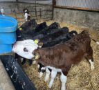 Ensuring the successful gradual weaning of calves