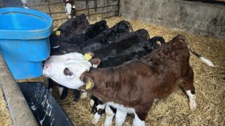 Ensuring the successful gradual weaning of calves