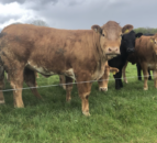BCR scheme sees almost 8,000 NI farms receive £19.8m