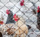 RSPCA: Animal welfare must be 'at the heart' of US trade talks