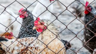 RSPCA: Animal welfare must be ‘at the heart’ of US trade talks