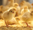 Netherlands rolls out bird flu vaccination pilot programme