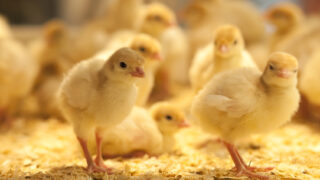 Netherlands rolls out bird flu vaccination pilot programme