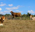 Australian red meat exports forecast to be $15.8bn in 2025-26