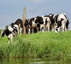 Livestock’s role in global society focus of Galway conference