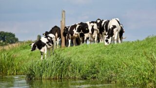 Livestock’s role in global society focus of Galway conference