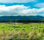 New Zealand red meat sector set for ‘strong rebound’ – report