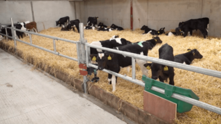 Dairy advice: Transitioning calves to once-a-day feeding