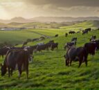 Ever thought about dairy farming in New Zealand?