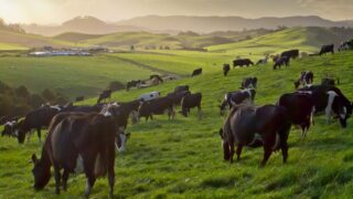 Ever thought about dairy farming in New Zealand?